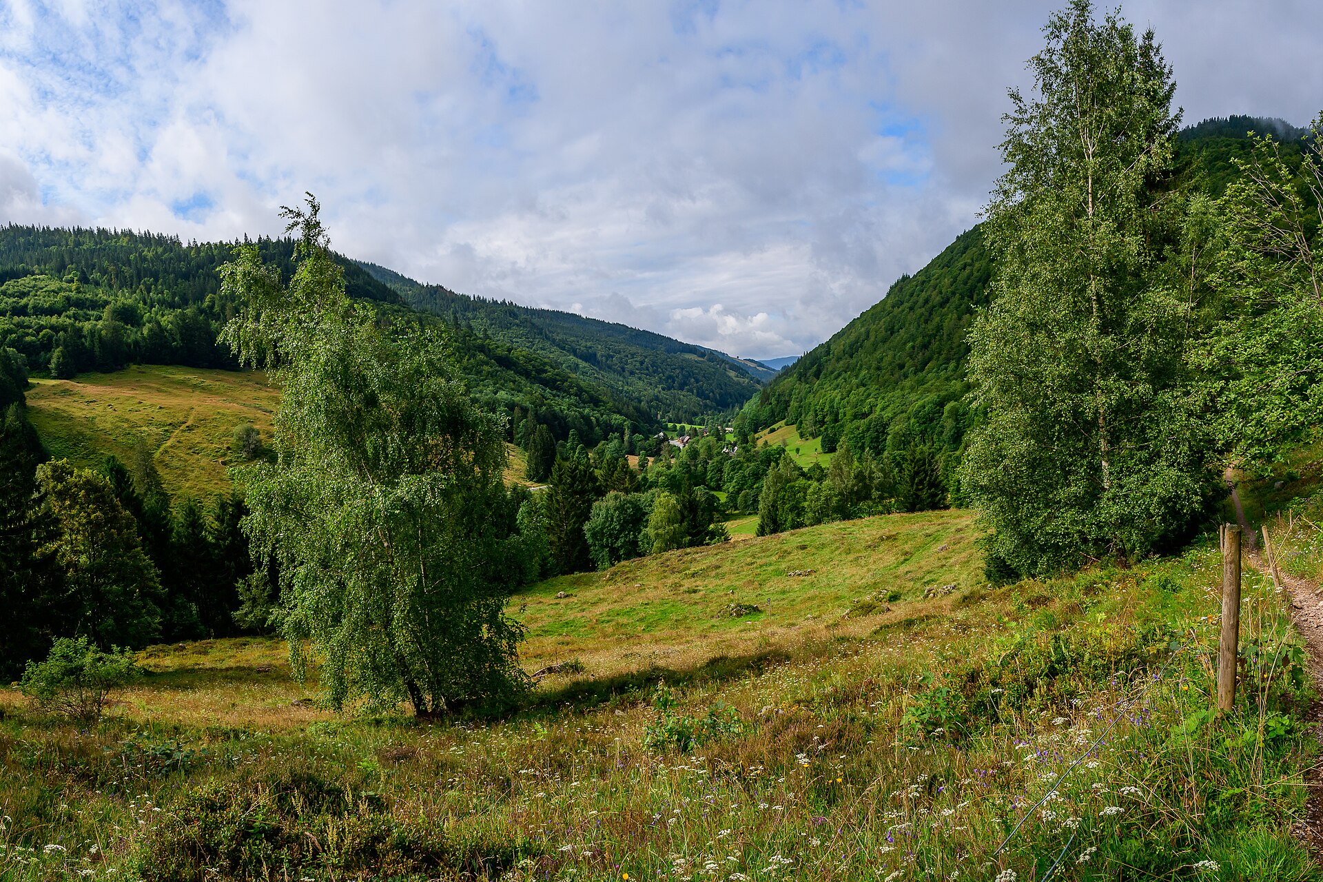 Wooded hills in the Black Forest